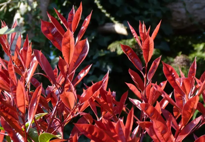 Feuilles d'une photinia en pot, d'un rouge éclatant, se détachant sur un fond sombre et verdoyant.