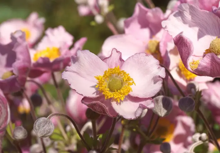 Fleur anémone, symbole de l'amour et de l'attente. Ses pétales roses délicats s'ouvrent sur un cœur jaune vif.