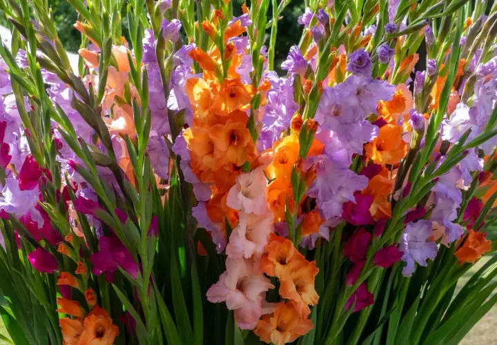 Un bouquet éclatant de fleurs glaïeuls aux couleurs vives : orange, rose, violet et pêche.