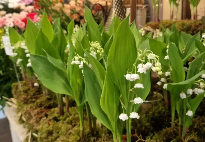 Un bouquet de muguet de mai, avec ses clochettes blanches délicates, annonce le printemps.