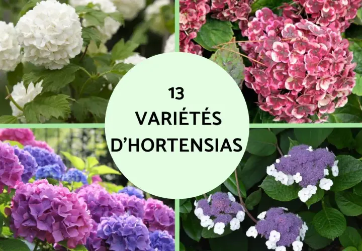 Quatre cadrans montrent des hortensias blancs, roses, violets et bleus. Le cercle central indique "13 Variétés d'Hortensias", évoquant la richesse de leur signification.