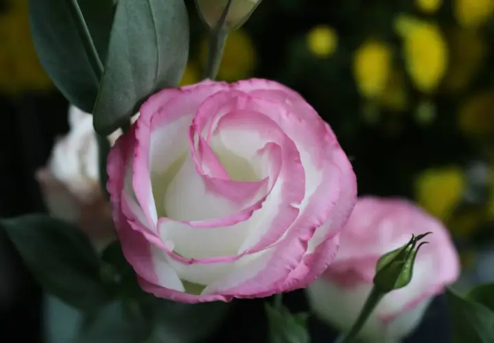 Un lisianthus vivace aux pétales blancs bordés de rose, avec un bouton floral vert à proximité.