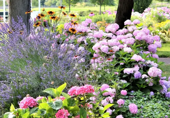 Un magnifique parterre de fleurs vivaces avec lavande, hortensias roses et jaunes, offrant une belle idée pour un jardin coloré.
