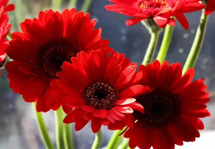 Trois gerbera daisy rouges éclatantes, leurs cœurs sombres contrastant avec leurs pétales vifs, se dressent sur des tiges vertes.