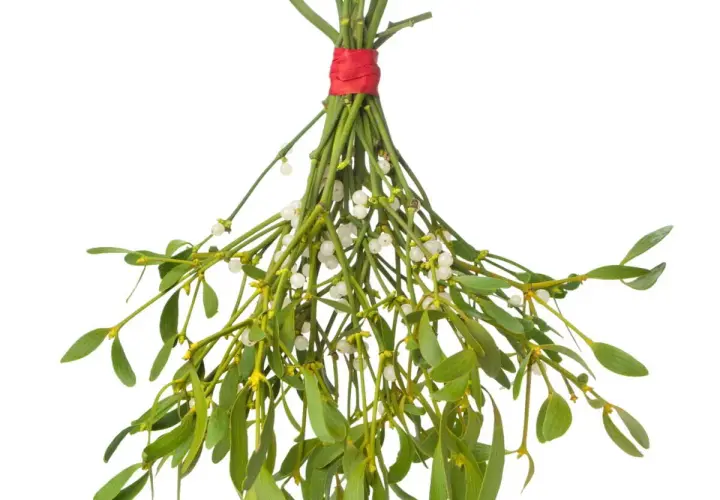 Un bouquet de gui, symbole de fertilité et d'amour, avec ses baies blanches et ses feuilles vertes, prêt pour la tradition.