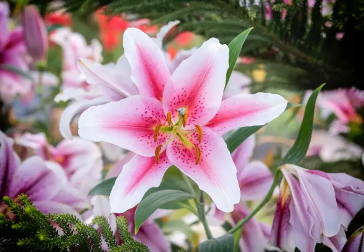 Un lys rose et blanc, symbole de pureté et de beauté. La fleur de lys, avec sa signification profonde, illumine ce jardin.