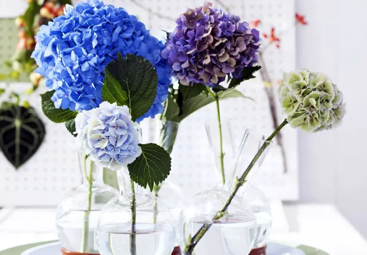 Composition florale avec hortensia bleu vif, violet et vert pâle dans des vases en verre.