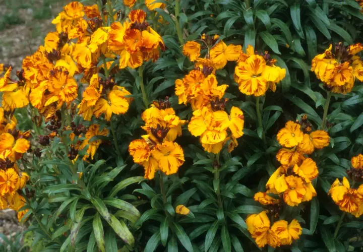 Un bouquet de giroflées aux teintes orangées et jaunes, évoquant la joie et la fidélité. Leurs pétales rayés racontent une histoire de passion.