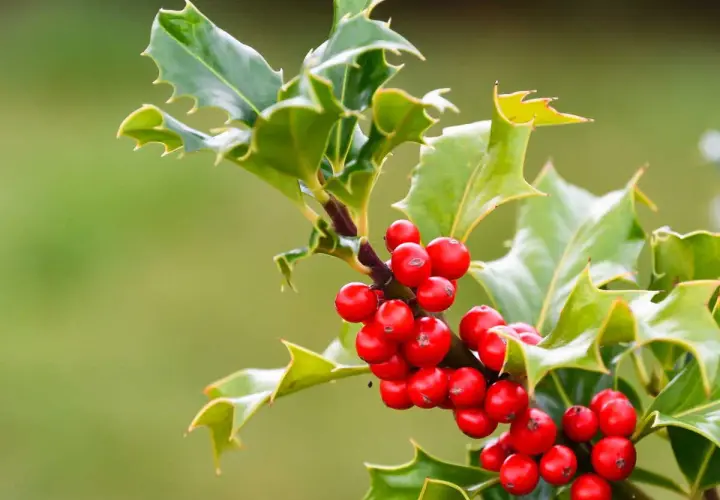 Branche de houx aux baies rouges vives, ses feuilles vertes dentelées contrastent avec le gui.