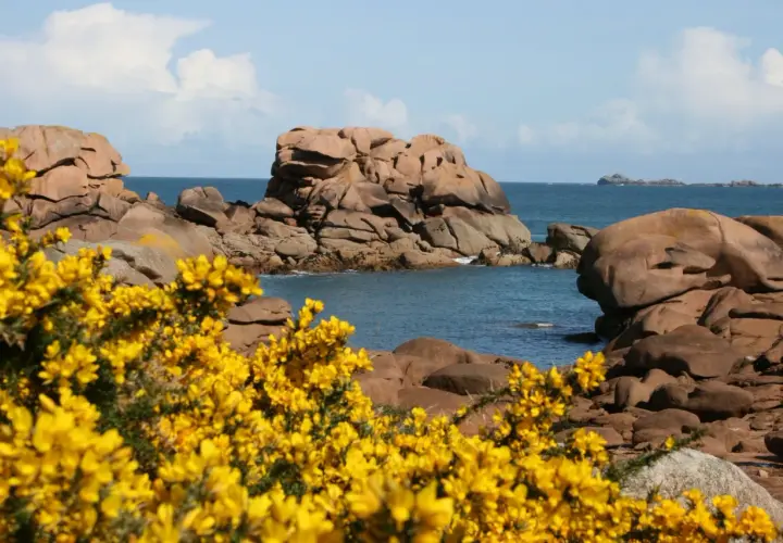 Gorse en fleur, symbole de la Bretagne, borde la côte rocheuse bretonne.