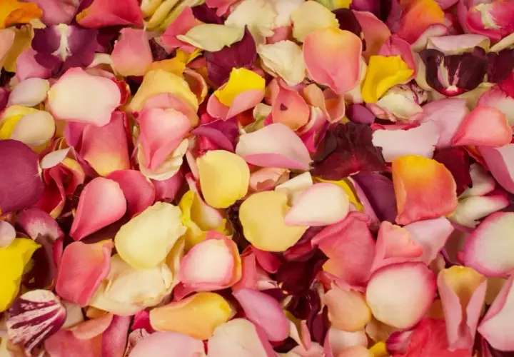 Un tapis de pétales de rose multicolores, un pétale de rose jaune pâle se mêle à des teintes roses et pourpres.