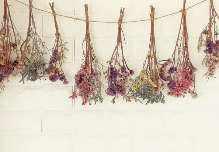 Des bouquets de fleurs séchées, aux teintes roses, violettes et jaunes, sont suspendus à une corde. Une méthode naturelle pour faire sécher des fleurs avec du sel.