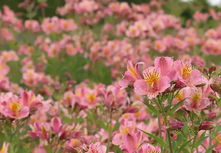 Champ de lys des Andes roses, parsemé de gouttes de rosée, évoquant une douce matinée.