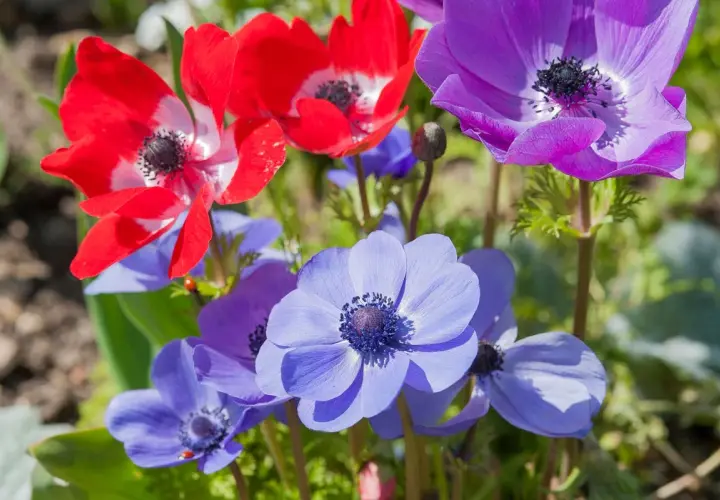 Anémones rouges, violettes et bleues en gros plan, avec des coccinelles.