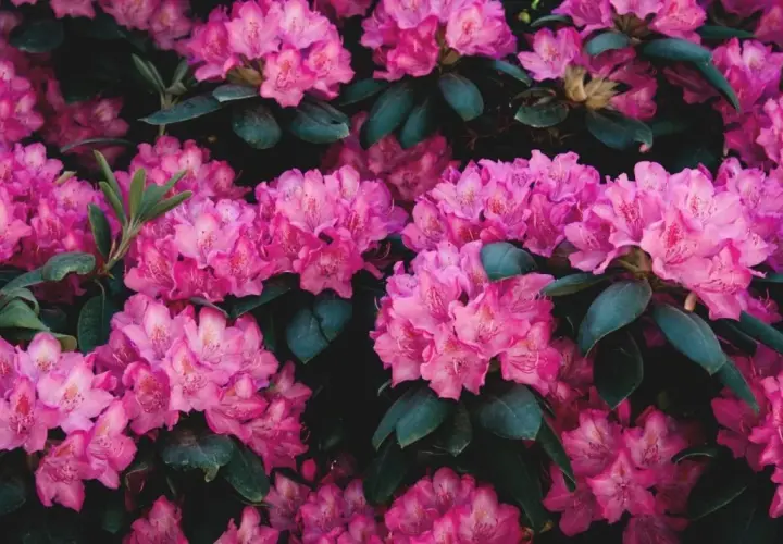 Gros plan sur des grappes de fleurs de rhododendron rose vif, leurs pétales délicats contrastant avec le feuillage vert foncé. Une belle scène printanière.