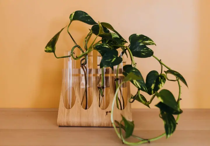 Des tiges de pothos enracinées dans des éprouvettes, une belle illustration de comment faire une bouture pour multiplier vos plantes.