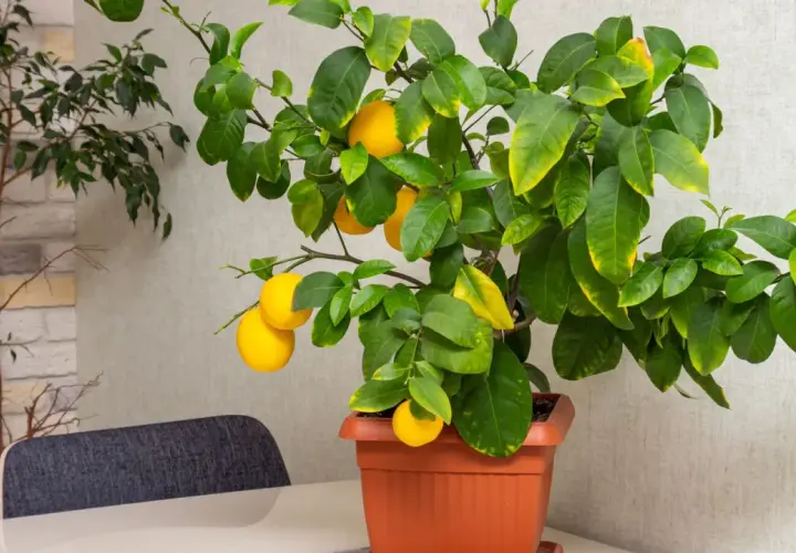 Un citronnier en pot, prêt à être rempoté, avec plusieurs citrons jaunes mûrs.