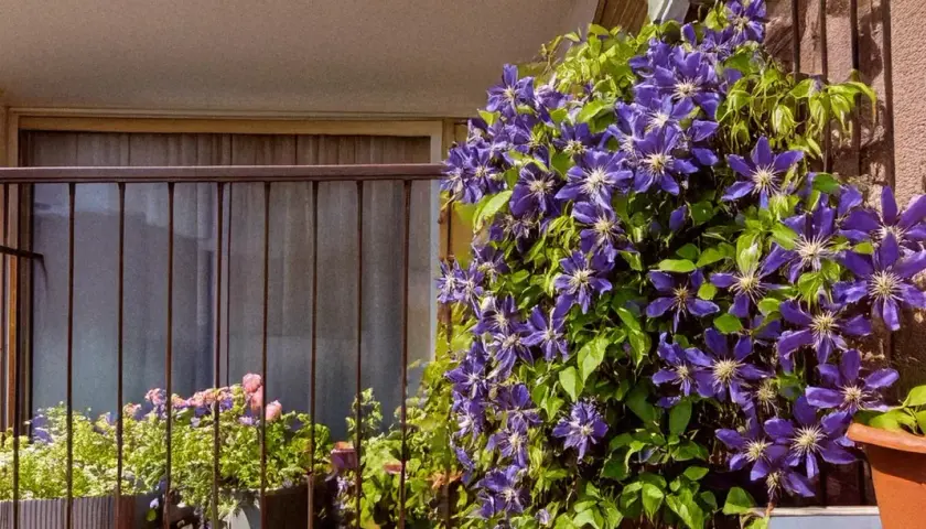 Une magnifique plante grimpante aux fleurs violettes épanouies sur un balcon, avec d'autres fleurs en arrière-plan.