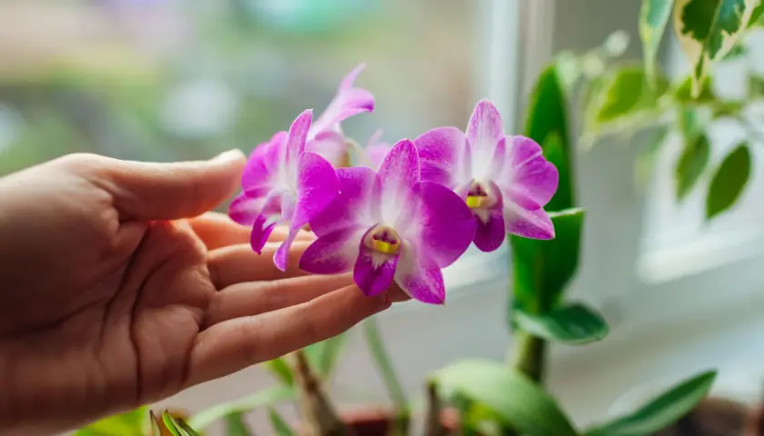Une main caresse délicatement une orchidée violette, symbole de beauté et de luxe.