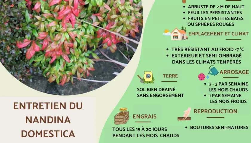 Feuillage rouge et vert d'un bambou sacré (Nandina domestica), avec des conseils d'entretien.