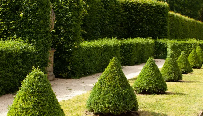 Jardin à la française avec des thuyas taillés en cône, parfaits pour savoir quand tailler les thuyas.