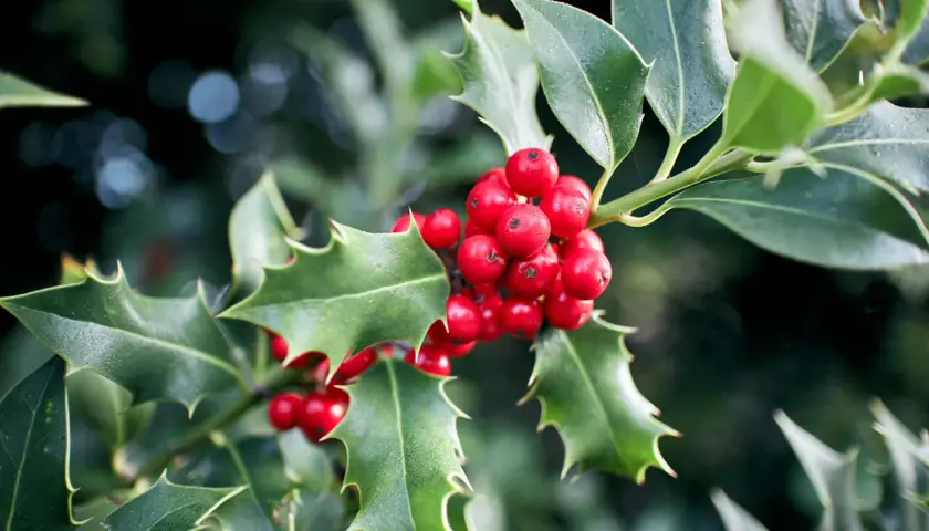 Un bouquet de gui et houx aux baies rouges vives et aux feuilles vertes piquantes, évoquant l'esprit de Noël.