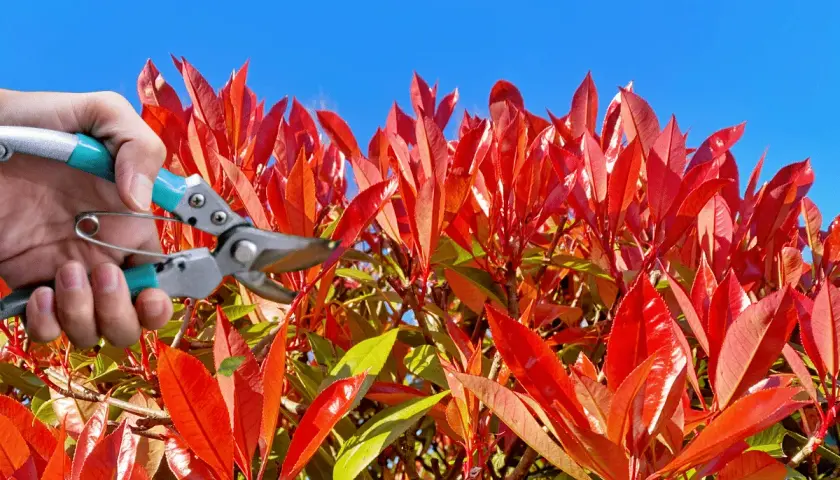 Main d'un jardinier tenant un sécateur pour la taille d'un photinia aux feuilles rouges vives sous un ciel bleu.