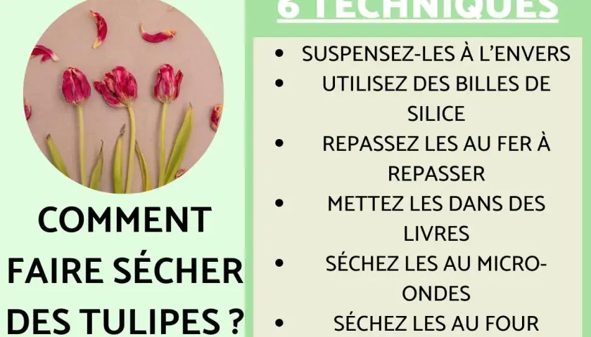 Comment faire sécher des tulipes : 6 techniques illustrées, dont suspendre à l'envers ou utiliser des billes de silice.