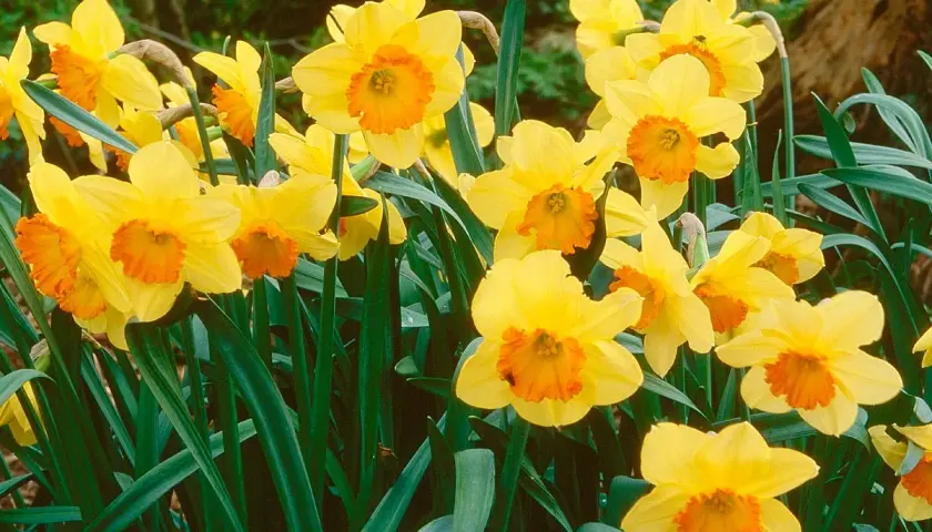 Un bouquet de narcisses des bois aux pétales jaunes vifs et aux corolles orangées, émergeant d'un feuillage vert profond.