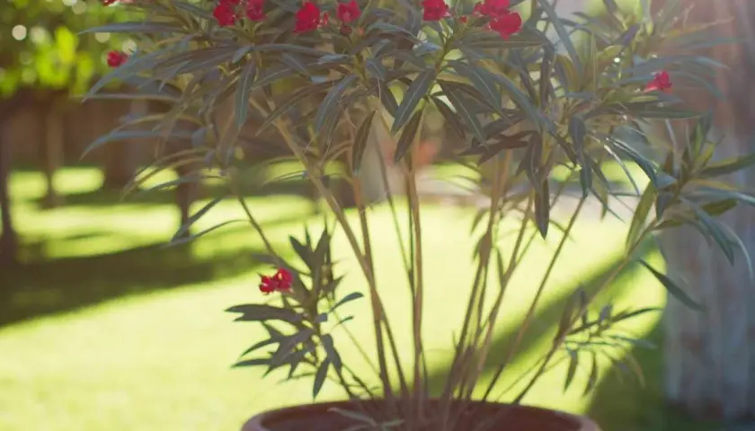 Laurier rose en pot, prêt pour un rempotage. Ses fleurs rouges éclatent sous le soleil.