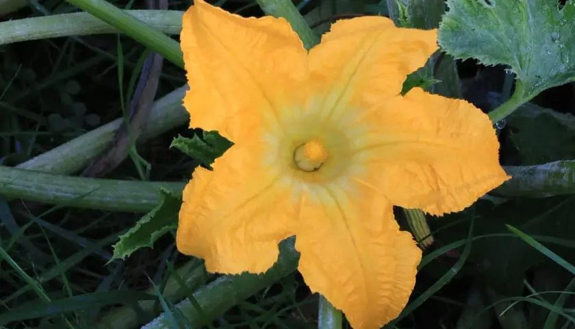 Une magnifique fleur de courge mâle, d'un jaune éclatant, s'épanouit au milieu des tiges et feuilles vertes.
