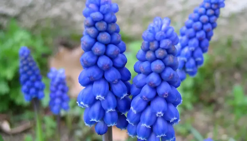 Grappes de muscari à grappe bleues éclatantes, aux petites clochettes blanches au bout, se dressent dans un jardin verdoyant.