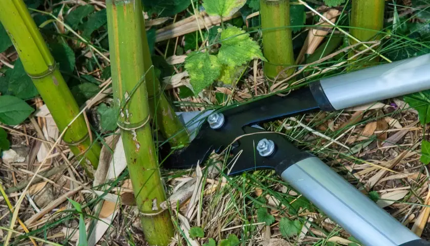 Des sécateurs s'apprêtent à effectuer la taille bambou, coupant une tige verte au milieu d'autres pousses et de feuilles mortes.
