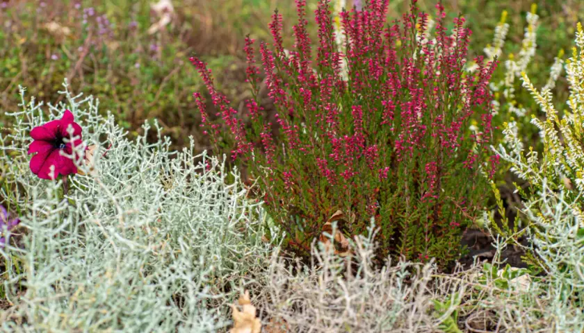 Un bouquet de bruyère rose vif et une fleur pourpre solitaire se dressent dans un jardin, une belle plante verte d'extérieur.