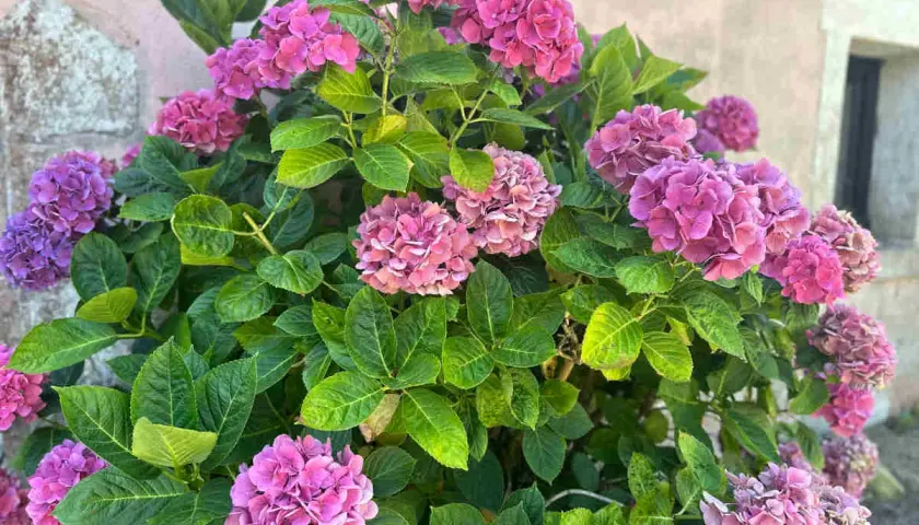 Gros plan sur des hortensias roses et violets luxuriants. Le feuillage vert vif contraste avec les fleurs. Idéal pour savoir que mettre au pied des hortensias.