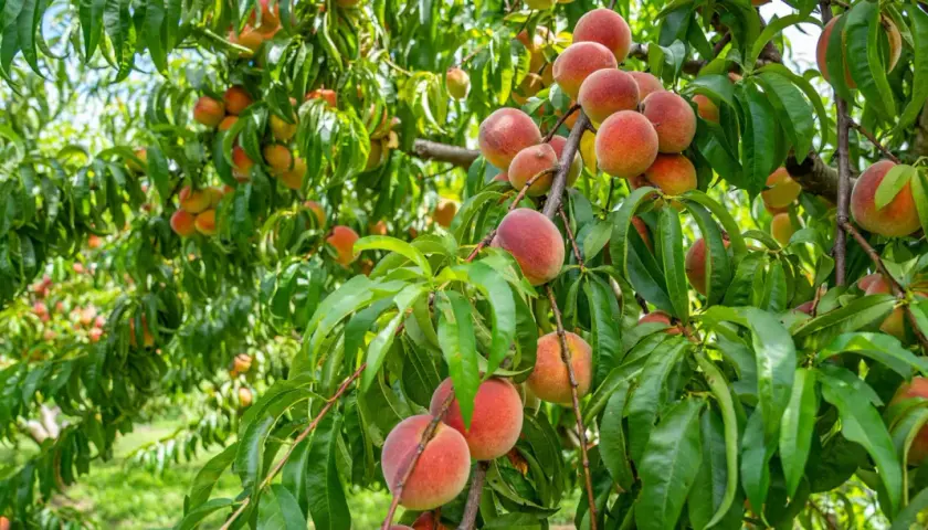Un arbre fruitier nain porte une abondance de pêches mûres, leurs teintes rosées et orangées contrastant avec le feuillage vert luxuriant.