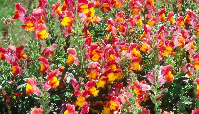 Un champ de fleurs gueule de loup aux teintes roses et jaunes éclatantes, leurs pétales s'ouvrant comme de petites bouches sur un fond verdoyant.