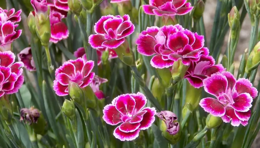 Un bouquet d'œillet, dont le nom latin est Dianthus, aux pétales rose vif bordés de blanc.