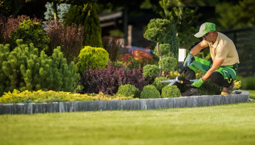 Un jardinier taille un arbuste persistant dans un jardin luxuriant.