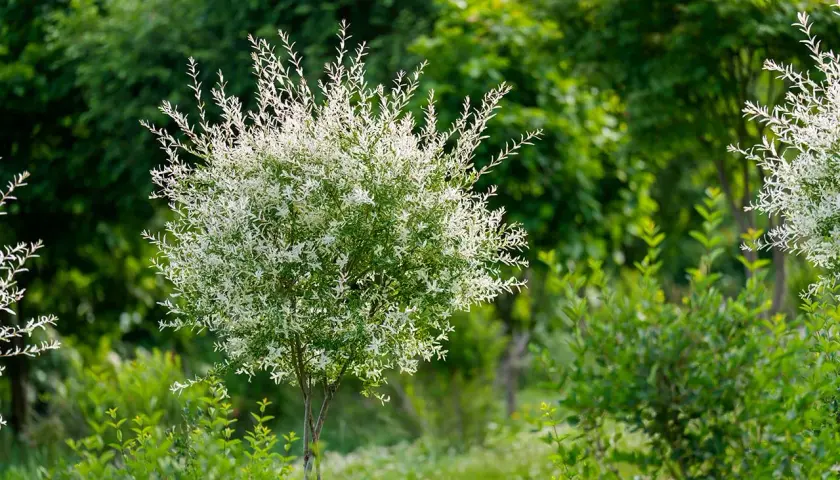 Un saule crevette aux feuilles blanches et vertes, taillé en boule, se dresse au milieu d'une végétation luxuriante.