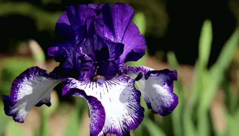 Magnifique iris fleur aux pétales violets et blancs, veinés de pourpre. Une merveille de la nature.