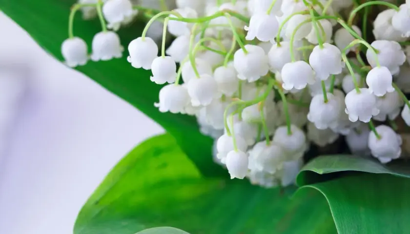 Un bouquet de muguet blanc et délicat, avec ses feuilles vertes. Pour savoir comment conserver le muguet, il faut le mettre dans l'eau fraîche.