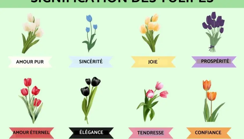 Illustration de tulipes de différentes couleurs, chacune symbolisant une signification spirituelle : amour pur, sincérité, joie, prospérité, amour éternel, élégance, tendresse et confiance.