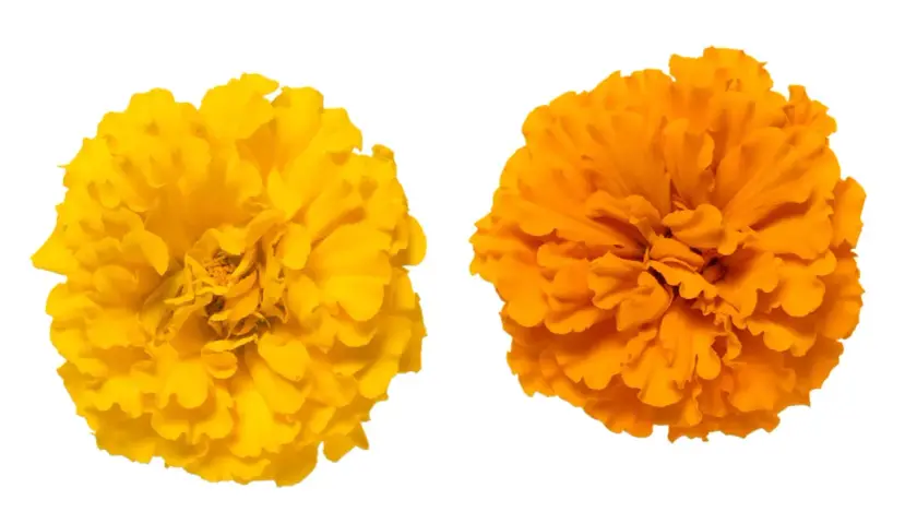 Deux œillets, un jaune vif et un orange éclatant, symbolisent la joie et la chaleur. L'œillet jaune signification est souvent liée au soleil et à l'optimisme.