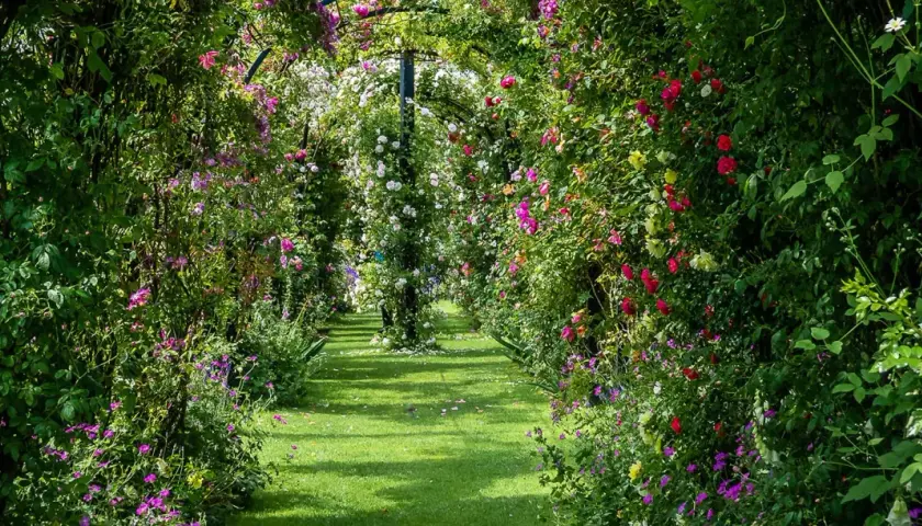 Un chemin de jardin verdoyant bordé d'une luxuriante plante grimpante ombre, ornée de roses roses, rouges et blanches.