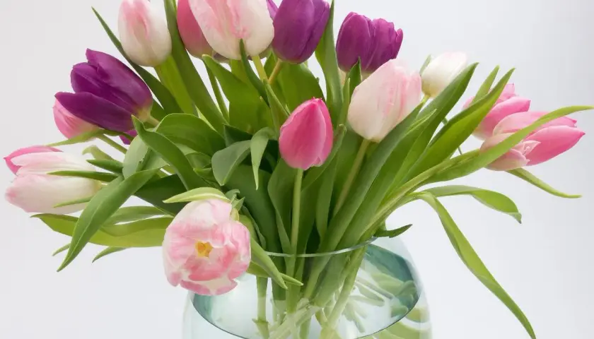 Un bouquet de tulipes ouvertes, roses et violettes, dans un vase en verre.