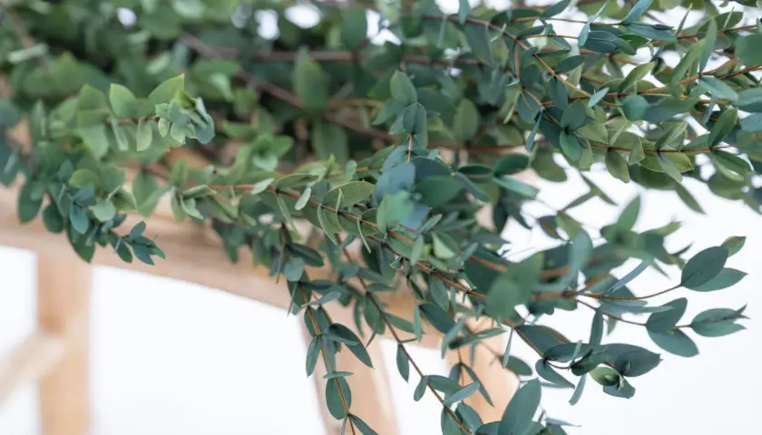 Des branches d'eucalyptus aux feuilles bleutées sont posées sur un support en bois clair, prêtes à faire sécher.