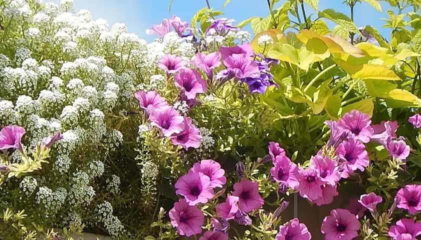 Un balcon fleuri baigné de soleil, avec des pétunias roses vifs, des petites fleurs blanches et des feuilles vertes lumineuses. Parfaites plantes pour balcon plein soleil.