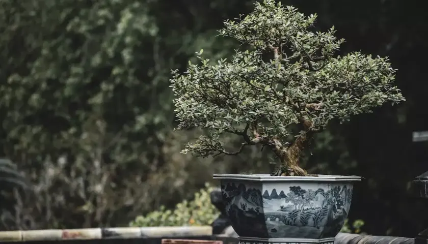 Un bonsaï aux feuilles denses dans un pot orné de paysages bleus et blancs. Quelle terre pour un olivier ? Ce petit arbre, plein de caractère, invite à la contemplation.
