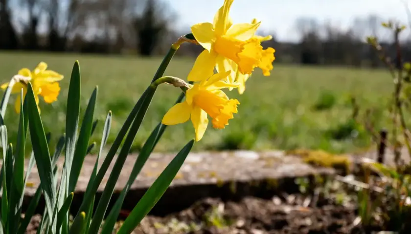 Trois jonquilles jaunes éclatantes se dressent fièrement dans un champ verdoyant, annonçant le retour du printemps.